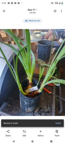 Iris Lila y blanco 1g
