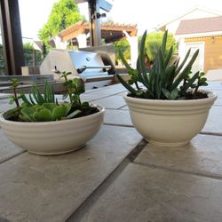 Set Of Beige Garden Pots With Succulents 