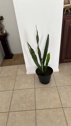 Beautiful, Healthy Snake Plant