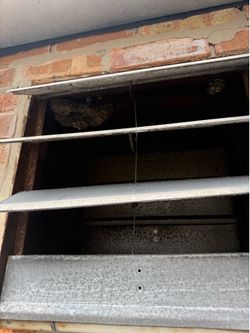 Wasp and Bee  and Bird nest removal