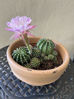 Lily Cactus
