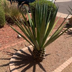 Aguave spiked Landscape Plant 