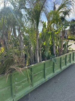 Deal Container Full Of Palms 30-40