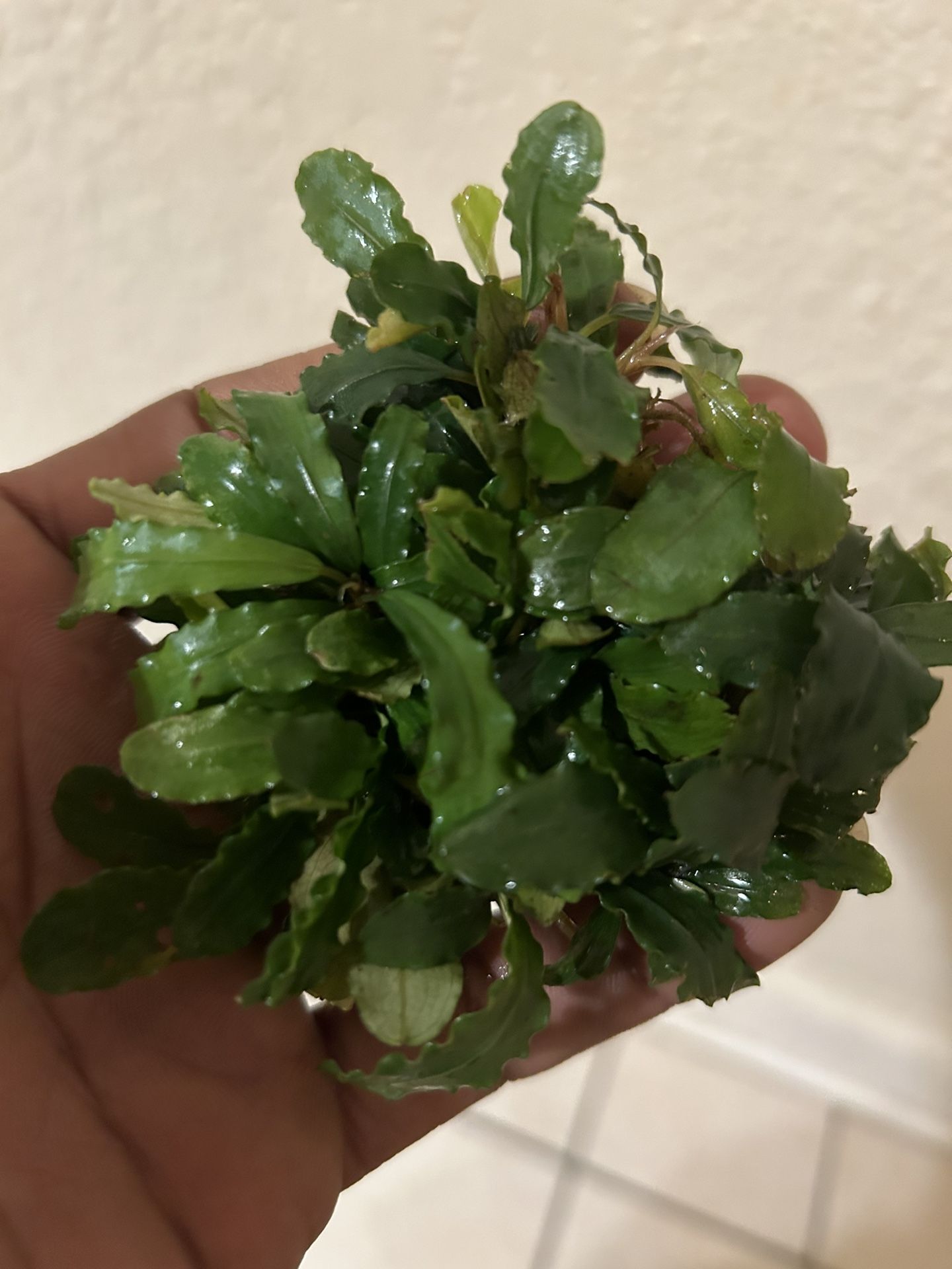 Bucephalandra Malawi