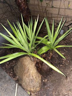 3 Healthy Adult Yucca 