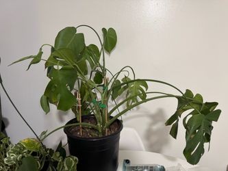 Sad Monstera