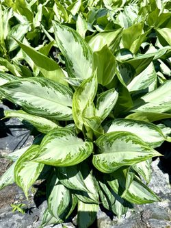 Aglaonema Silver Bay 10”