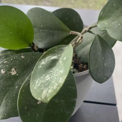 🪴🪴HOYA OBAVATA POT 10” 🪴🪴
