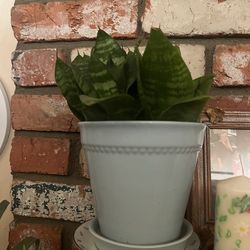 snake plant