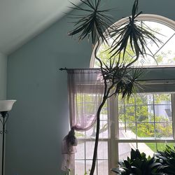 Sale one very beautiful indoor plant