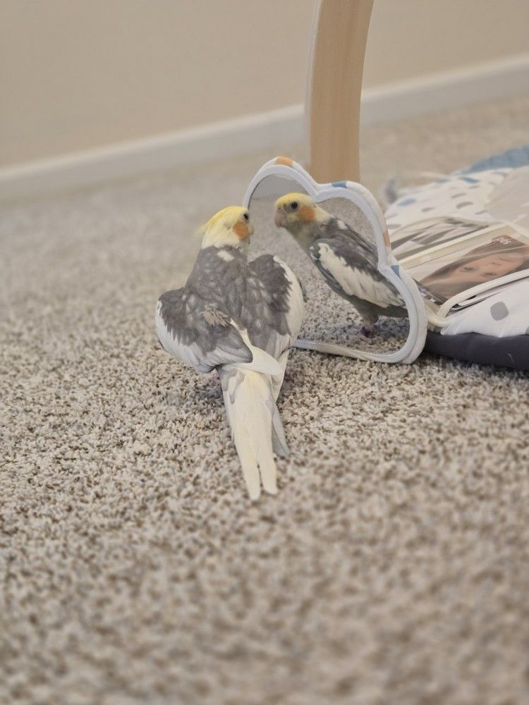 Cockatiel (1.5 Years Old)