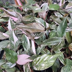 Galaxy Pink Princess Philodendron With Marble Coloring!