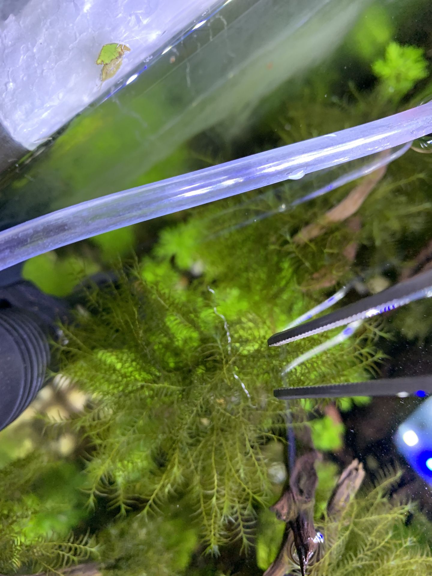 Aquarium fish tank fissidens and java moss