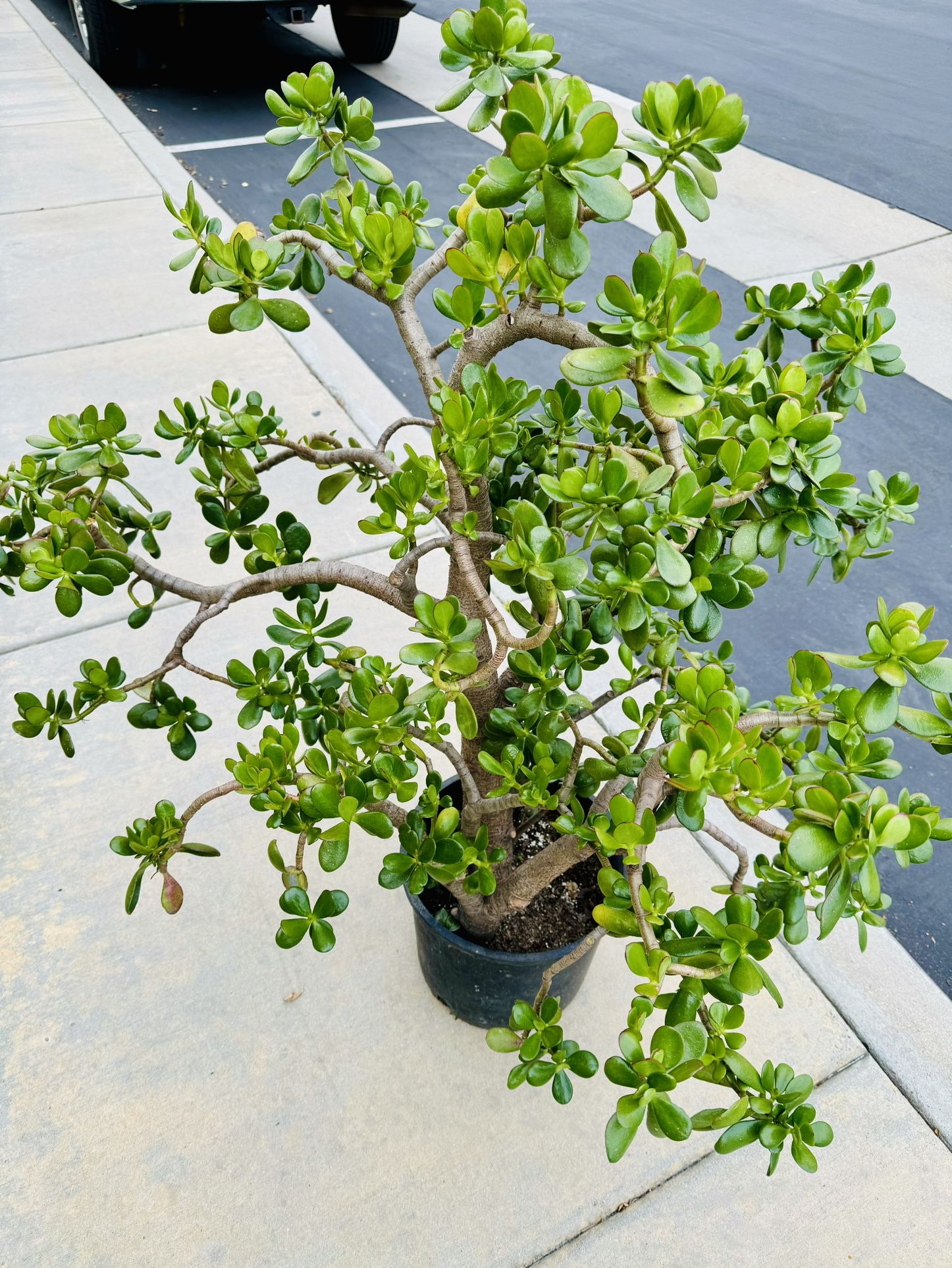 Large Jade Tree Plant Bonsai Succulent Tag Flower Pot Planter Pine Elephant Food Crassula Euphorbia Garden Lawn Yard Indoor Nursery Greenhouse 