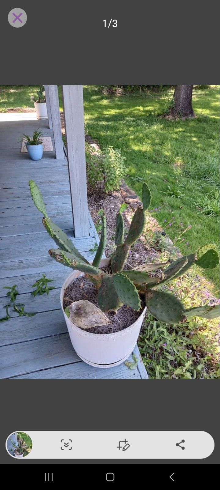Healthy Mature Cactus Potted Plants and white pots perfect for outdoor decor