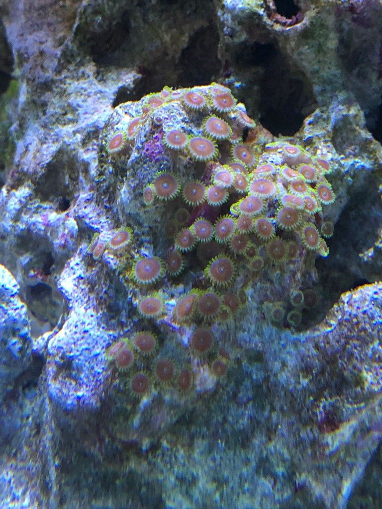 Coral 