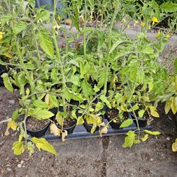 Tomato Plant