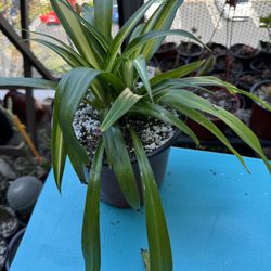 Hawaiian / Green Spider Plant