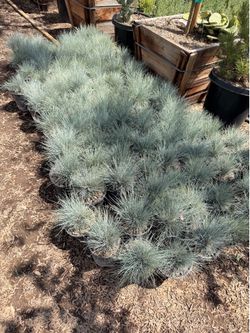 Blue Festucca grass 1 gal