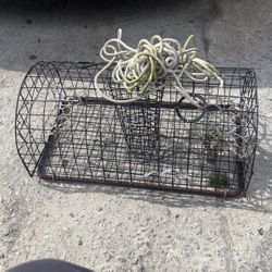 Crab Trap