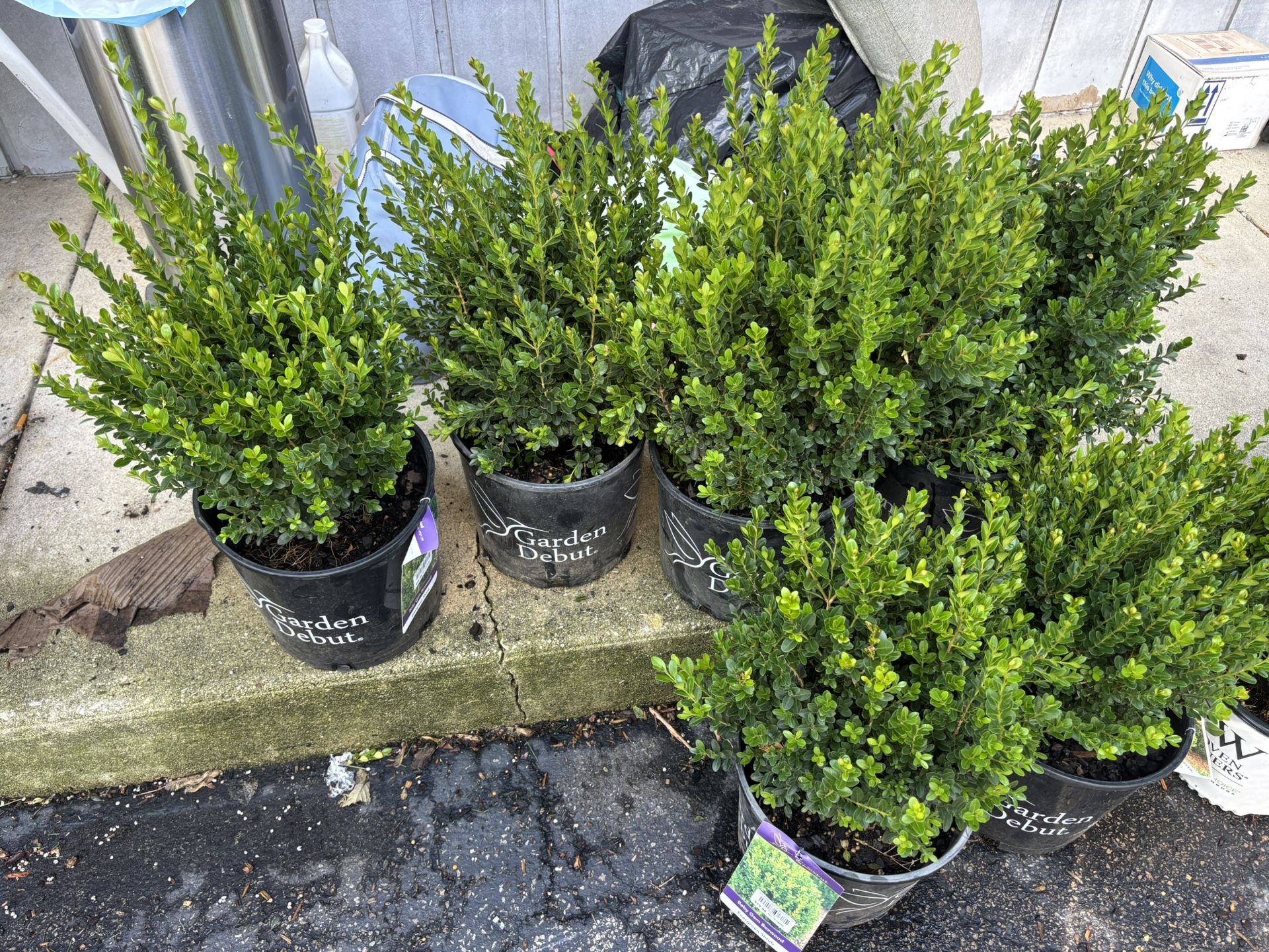 BOXWOOD PLANTS