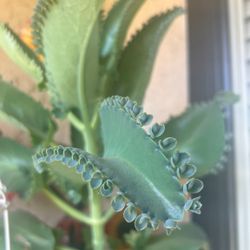 Mother Of Millions Kalanco