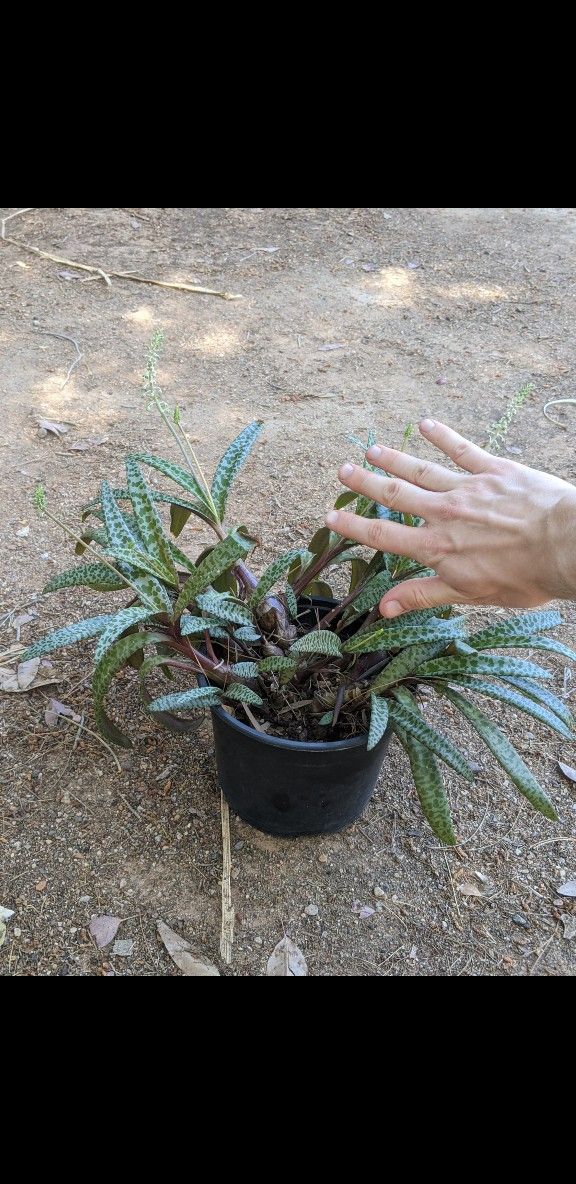 Silver Squill Plant