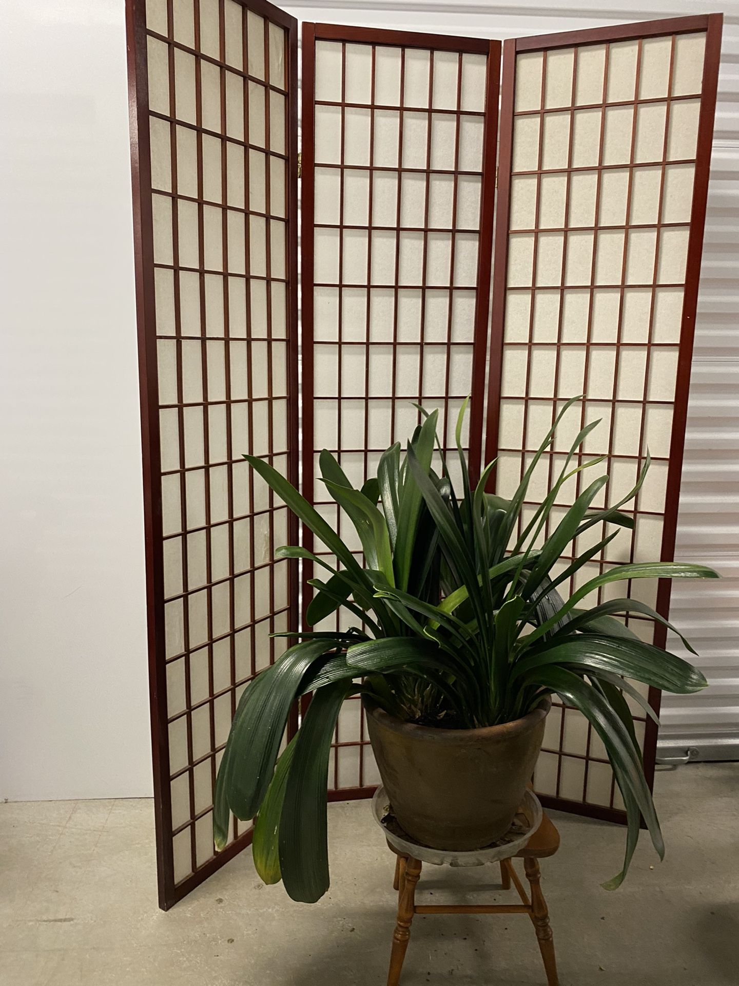 3 pieces lily plant bigger