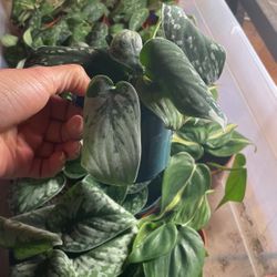 Indoor 4” Pot Plant 