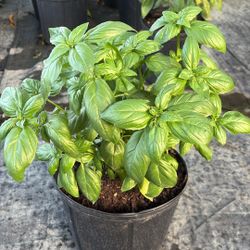 Basil - 3gl