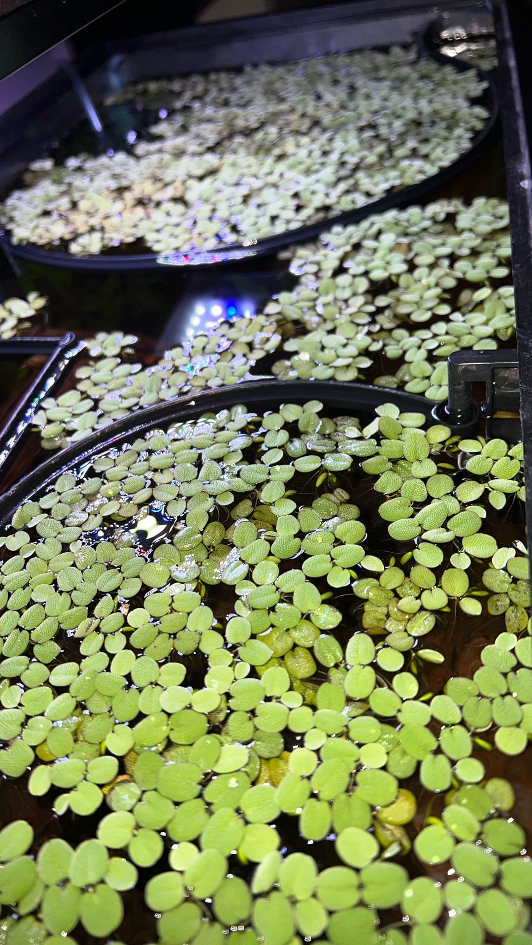 Salvinia Mínima Aquatic Plants