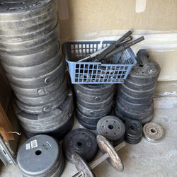 Exercise Weights And Bench