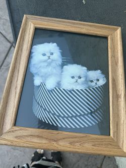 Framed Cat Picture 