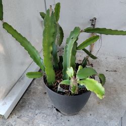 Adopt Me Dragon Fruit 