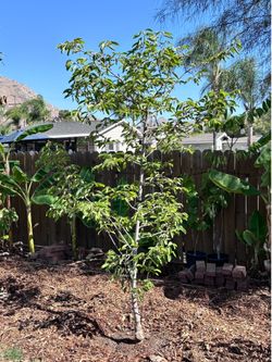 Huge Atemoya tree grafted onto Cherimoya rootstock