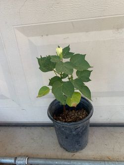 1 Gal cotton plant