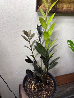 Black raven zz plant