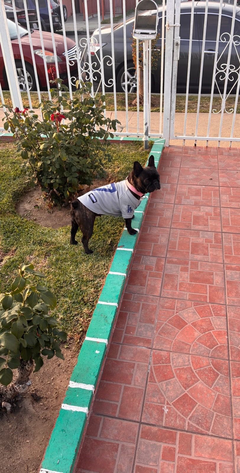 Dodgers dog jersey (grey)