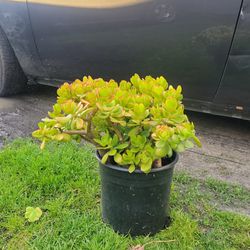 Jade Plant! Easy To Take Care 
