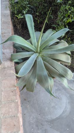 Cactus and Flower Pot