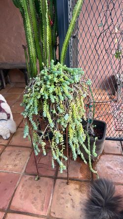 Large Trailing donkey tail Succulent
