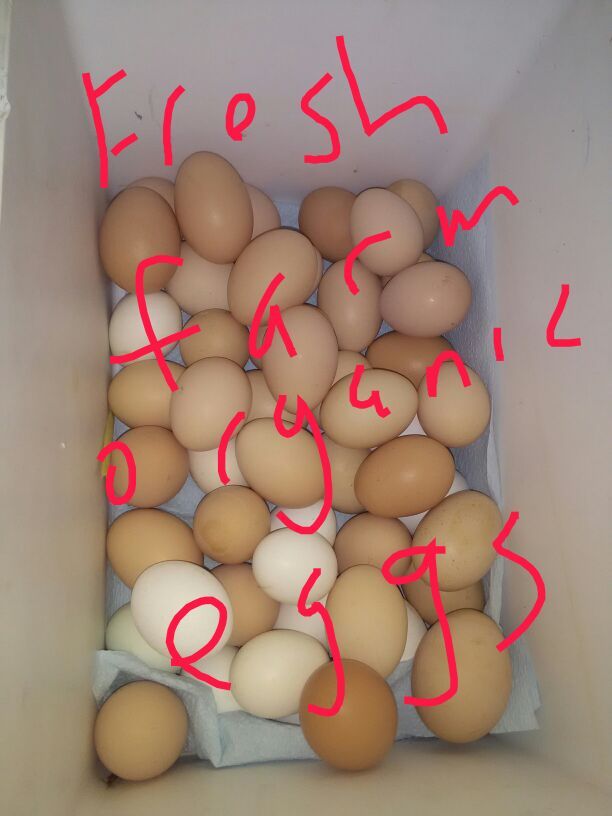 Fresh dayold.eggs