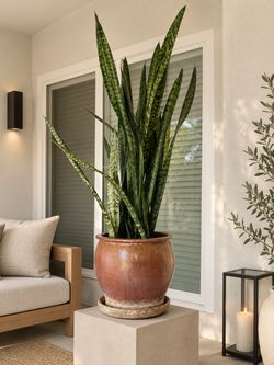 Potted snake plant