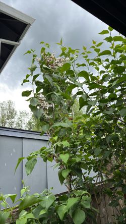 White lilac tree