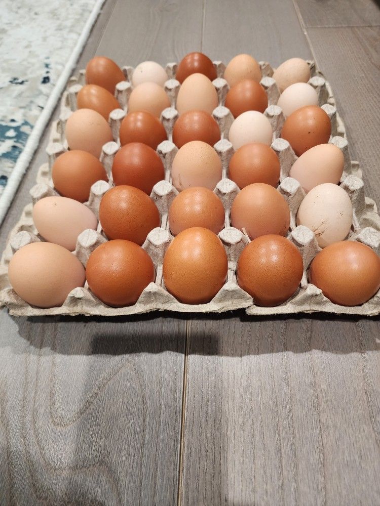 Fresh And Fertile Chicken Eggs