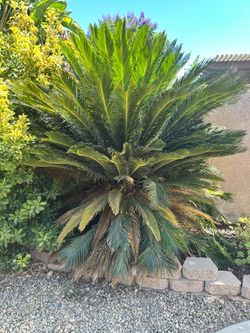 Sago palm plant