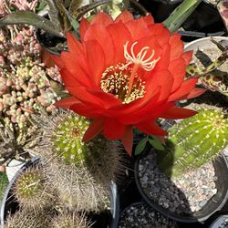 Cactus Trumpet Crimsonie Con Flores Anaranjadas Grandes