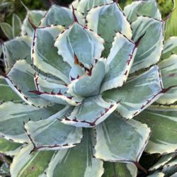 Variegated Agave Plant 