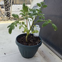 Potted Tomato Plant Start