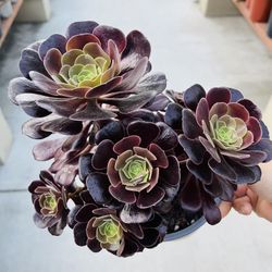Aeonium Rare Portugal Imported 